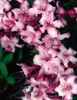 Azalea 'Candy Lights'