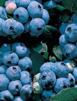 Blueberry 'Blueray'