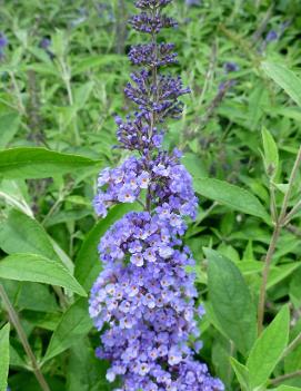 Buddleia davidii 'Ellen's Blue'