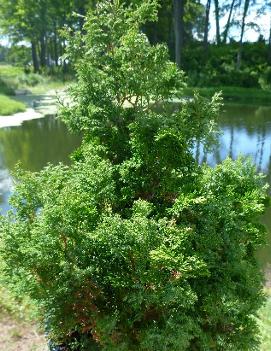 Chamaecyparis obtusa 'Chabo-yadori'