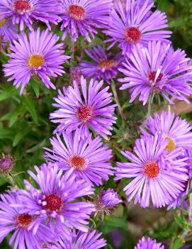 Aster novi-belgii