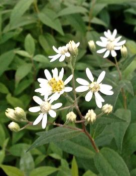 Aster umbellatus