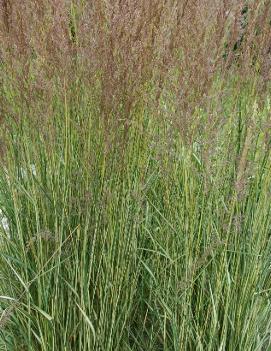 Calamagrostis acutiflora 'Eldorado' (PP16486, COPF)