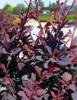 Berberis thunbergii 'Royal Cloak'