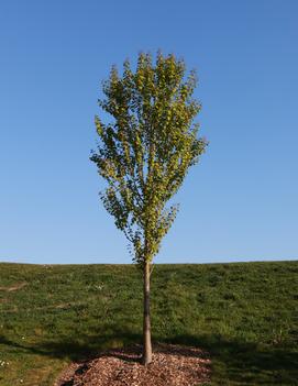 Cercidiphyllum japonicum Hanna's Heart® ('Biringer') (PP21711)