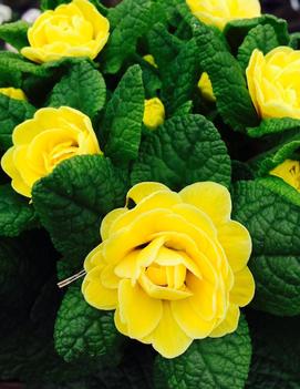 Primula vulgaris Belarina® Buttercup ('Kerbelbut') (PP16373)