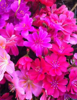 Lewisia cotyledon 'Sunset Strain'