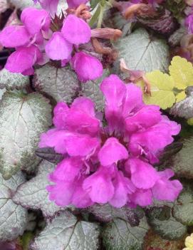 Lamium maculatum 'Beacon Silver'