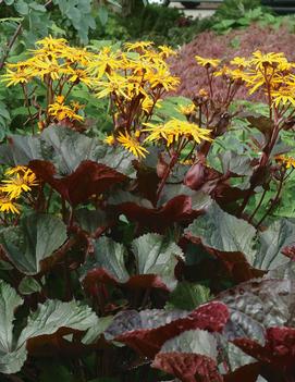 Ligularia dentata 'Desdemona'