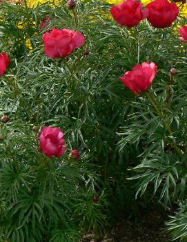 Paeonia tenuifolia