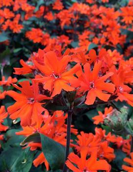 Lychnis arkwrightii 'Orange Gnome'