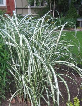 Miscanthus sinensis 'Cosmopolitan'