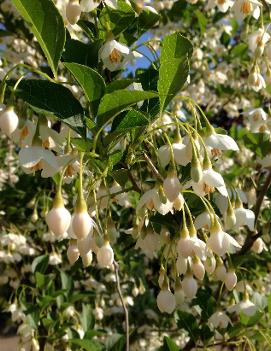 Styrax japonicus Snowcone® ('JFS-D')