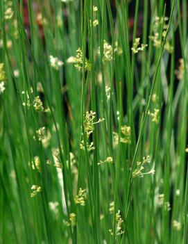 Juncus effusus