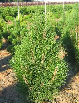 Pinus nigra 'Arnold Sentinel'