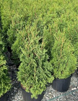 Thuja occidentalis Baby Bear® ('Skinners')