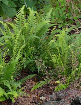 Thelypteris decursive-pinnata