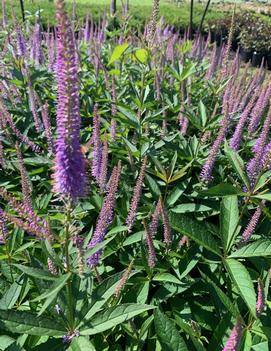 Veronicastrum virginicum 'Fascination'