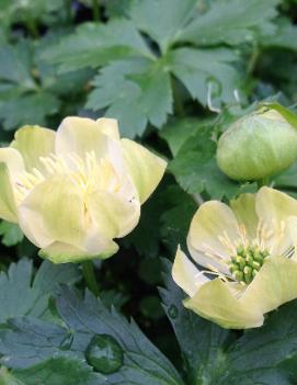 Trollius cultorum 'New Moon'