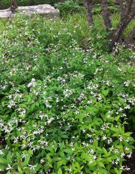 Gillenia trifoliata