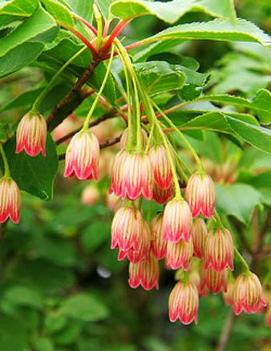 Enkianthus campanulatus 'Red Bells'