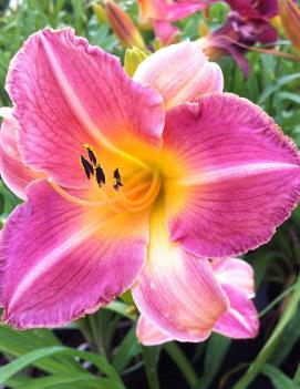 Hemerocallis 'Lovely Rose'