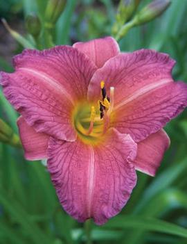 Hemerocallis 'Purple D'Oro'