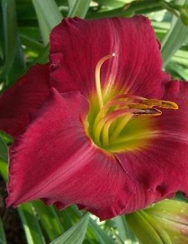 Hemerocallis 'Sultry'