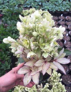 Helleborus argutifolius Gold Collection®Snow Fever ('COSEH 900') (PP23880)