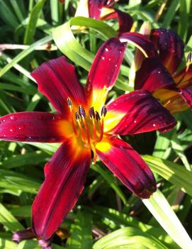 Hemerocallis 'Mabel Fuller'