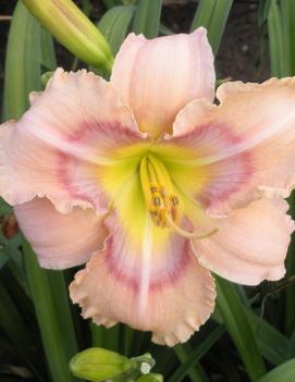 Hemerocallis 'Mystical Rainbow'