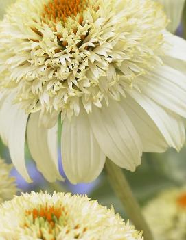 Echinacea purpurea 'Milkshake' (PP20594)