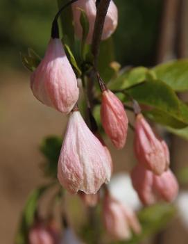 Halesia carolina 'Rosy Ridge'