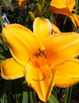 Hemerocallis 'Chicago Gold Coast'