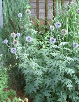 Echinops ritro