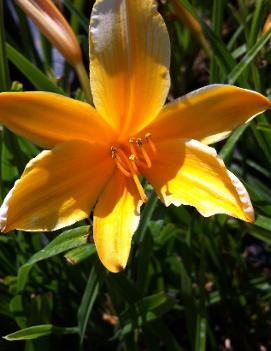 Hemerocallis 'Aztec Gold'