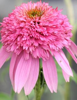 Echinacea purpurea 'Pink Double Delight' (PP18803)