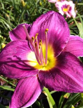 Hemerocallis 'Chicago Royal Robe'