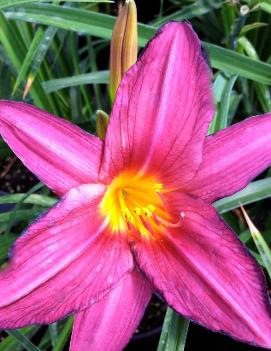 Hemerocallis 'Plum Perfect'