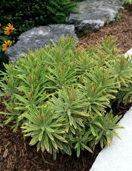 Euphorbia martinii 'Ascot Rainbow' (PP21401, COPF)