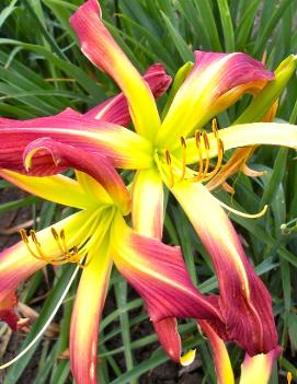 Hemerocallis 'Watchyl Dancing Spider'