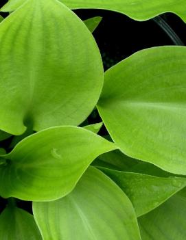 Hosta 'Invincible'