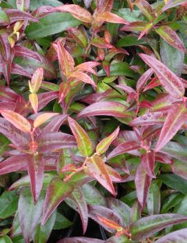 Leucothoe fontanesiana 'Rainbow'