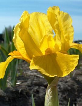 Iris pumila 'Orange Caper'