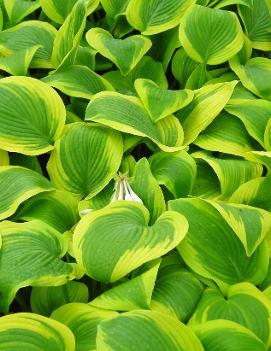 Hosta 'Climax'