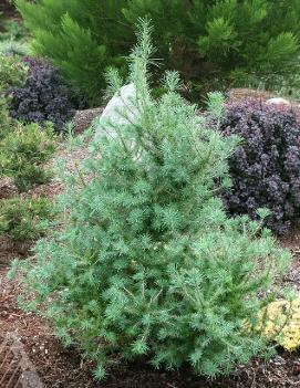 Larix laricina 'Deborah Waxman'