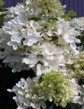 Hydrangea paniculata 'Grandiflora'