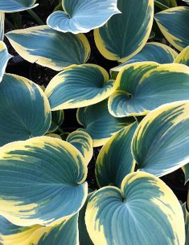 Hosta 'First Frost'