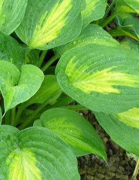 Hosta 'Lakeside Shore Master'