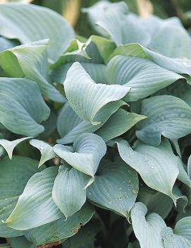 Hosta 'Fragrant Blue'